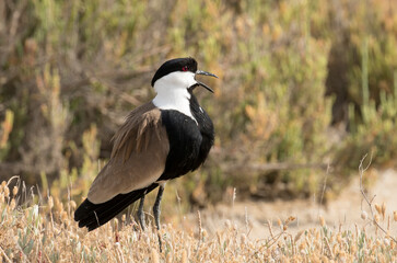 Spur-winged lapwing 