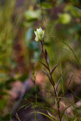 White Indian Paintbrush wildflower
