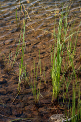 Tall grass blades growing in water