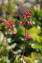 A tall stalk of pink flowers on a heuchera plant