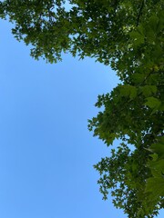 trees in the sky