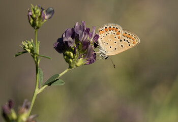 Common Blue (Female)