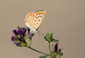 Common Blue (Female)