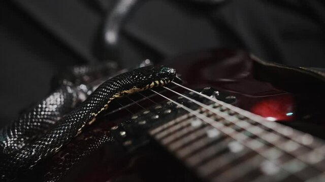 Dark snake creeping over guitar on the black silk sheet, showing its tongue, shimmering by its glossy skin, protection scales. Wildlife among us. Terrifying animals and insects conception 