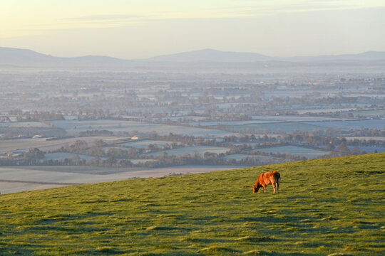 Single Cow On A Grassy Hillside