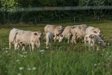 Weisse Kühe auf der Weide