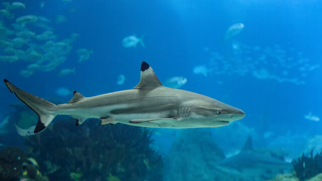 Detailed blacktip shark