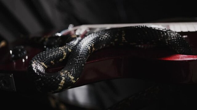Dark snake creeping over guitar on the black silk sheet, showing its tongue, shimmering by its glossy skin, protection scales. Wildlife among us. Terrifying animals and insects conception 