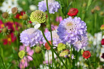 scabiosa - flowers in the garden - summer greeting card