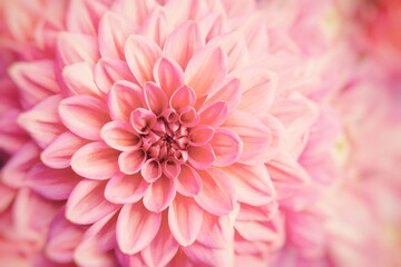 Close up of a beautiful pink dahlia - summer greeting card - floral background