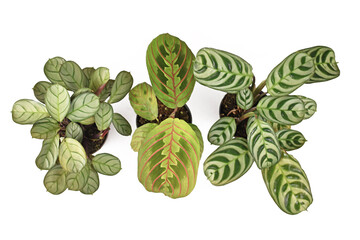 Top view of three small exotic Prayer Plant houseplants on white background