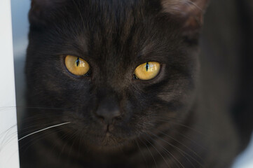 Black cat with amber eyes and one white vibris close-up