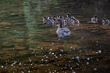 Red-breasted merganser female with thirteen chicks swimming in lake