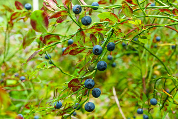 Natural blueberries ripen in the wild forest