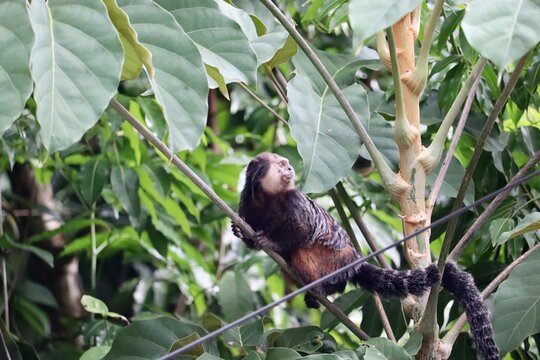 File:Macaco Sagui posando para foto na trilha.jpg - Wikimedia Commons