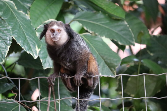 Macaco Sagui comendo banana Stock Photo