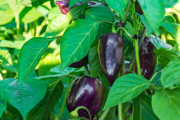 Fresh organic purple sweet bell pepper growing in the garden before harvest