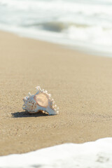 砂浜と貝殻