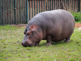 The common hippopotamus grazes the grass on the lawn, the habitat area is Africa. The diversity of the animal world, artiodactyls living on the planet.
