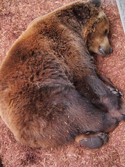 A brown bear basks in the sun after hibernation. The diversity of the animal world, predators living on the planet.