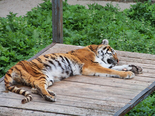 The Amur tiger is resting on a wooden platform after a hearty lunch. The diversity of the animal world, predators living on the planet.