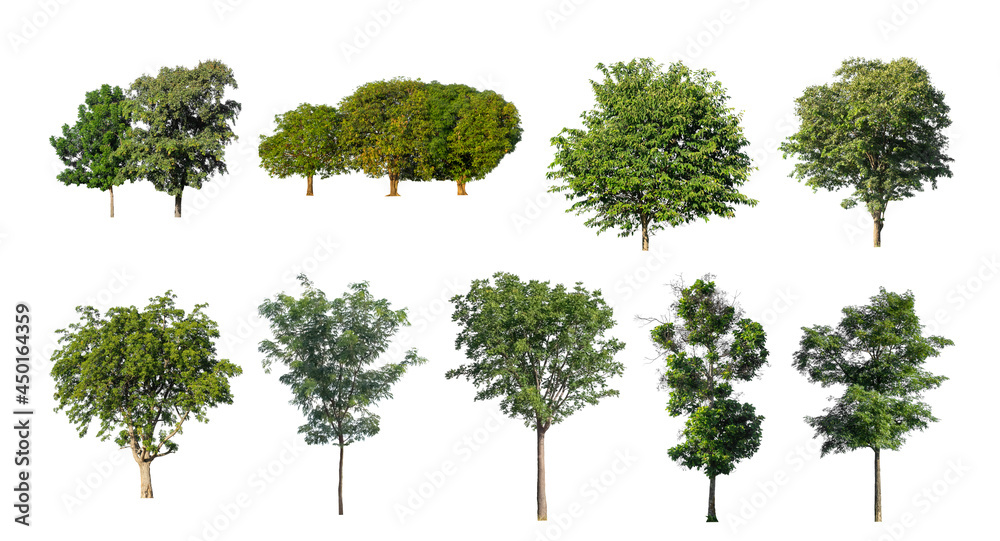 Wall mural collection tree cut out from original background and replace with white background for easy to selec