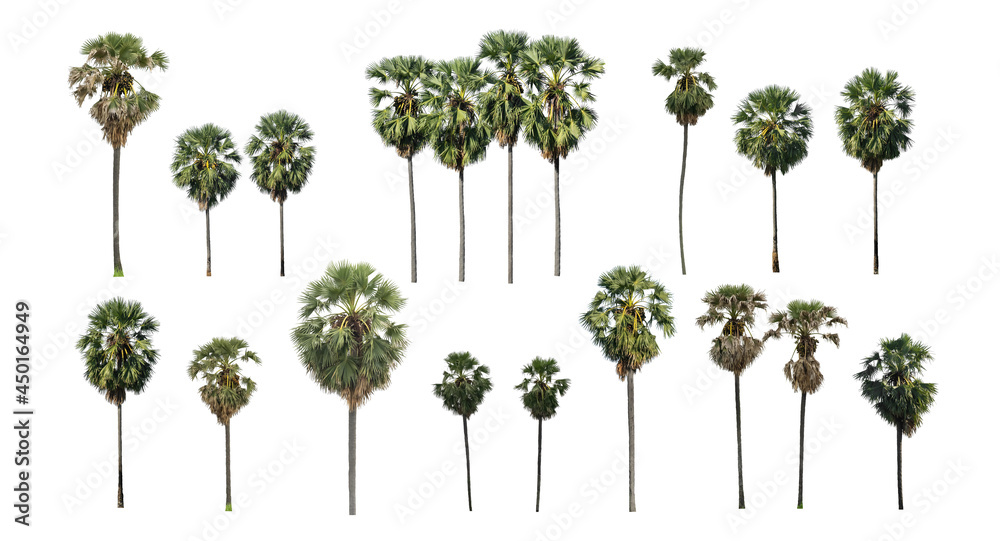Wall mural collection sugar palm isolated on a white background are suitable for both printing and web pages