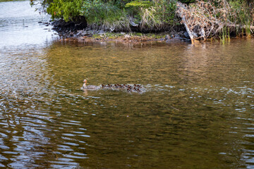 Red-breasted merganser female with thirteen chicks swimming in lake