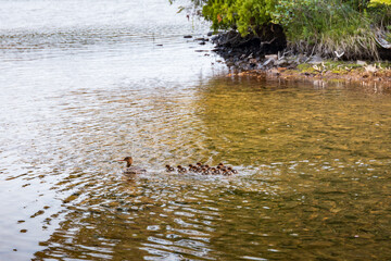 Red-breasted merganser female with thirteen chicks swimming in lake