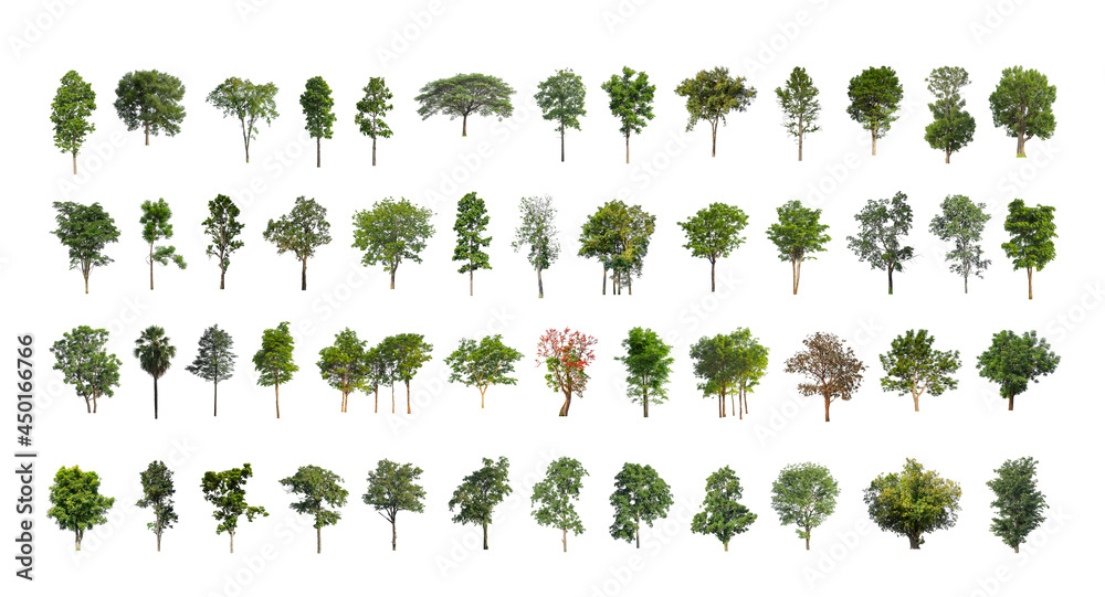 Wall mural collection tree cut out from original background and replace with white background for easy to selec