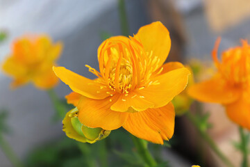 Closeup of orange Globe Flowers in bloom