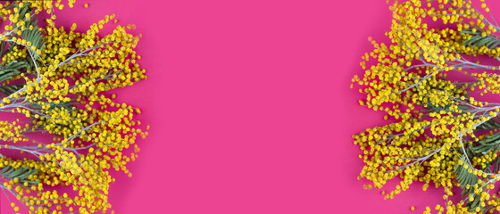 Mimosa on a pink background. Copy space. Spring concept. Banner