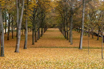 Bäume im Schlosspark Sanssouci im Herbst