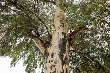 Tall Eucalyptus tree with green leaves and patterned colorful bark on gray sky background. Look up view