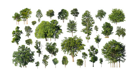 collection tree cut out from original background and replace with white background for easy to selection