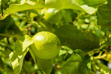 Sunny vivid green lime close-up on tree in Greek village garden . Summer botany and fruits growing on Aegean sea shore in Greece