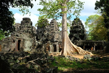 Obraz premium Cambodia Krong Siem Reap Angkor Wat - Banteay Kdei Temple huge tree growing among unrestored ruins