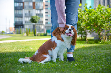 Adorable cavalier king charles spaniel joyfully playing with an owner outdoors