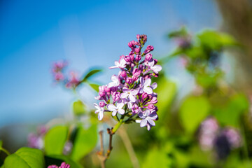 A beautiful bunch of warm purple lilac against the blue sky.