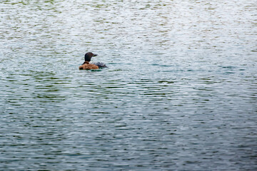 Loon and chick swimming in lake