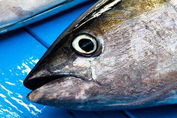 fish on blue background