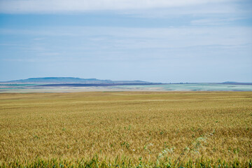 The photo shows a field and mountains are visible in the distance.