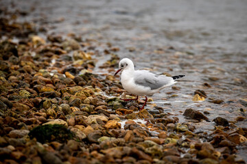 seagull on the beach