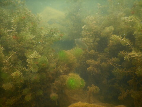 aquatic plants submerged macrophytes in a freshwater lake
