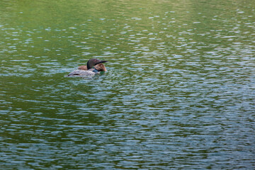 Loon and chick swimming in lake