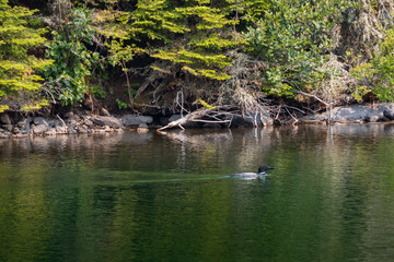 Fototapeta na wymiar Loon swimming in lake 
