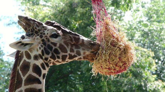 Giraffe eating hay close up. Giraffes chewing and eating greenery. Slow motion full HD video.