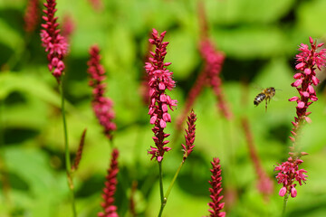 Close up flowers of Knotweed, knotgrass (Polygonum amplexicaule), family Buckwheat (Polygonaceae). Dutch garden, Summer, August, Netherlands.     