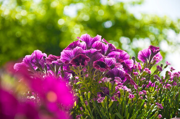 beautiful pink flowers of Petunia hybrida surfinia with smaller carnation flowers