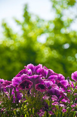 beautiful pink flowers of Petunia hybrida surfinia with smaller carnation flowers